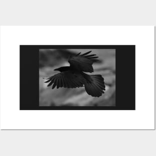 Crow Posters and Art